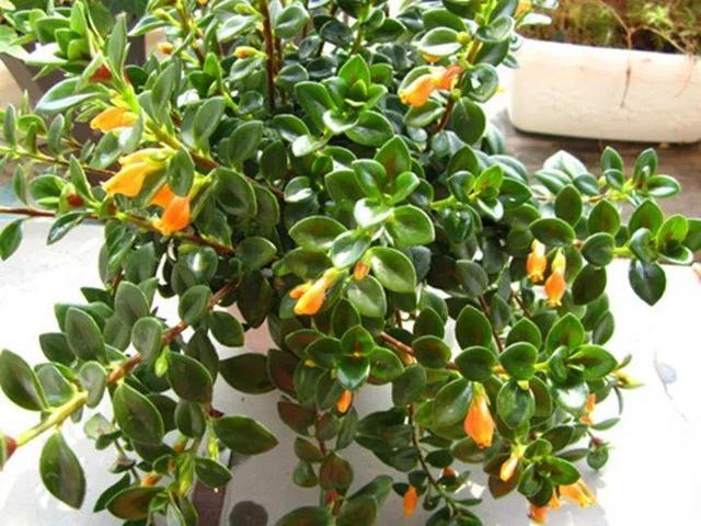 金鱼吊兰怎么养才开花，1年四季都能开花