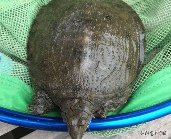 梦见钓到很多鱼，梦见钓到很多大鱼是什么兆头（你钓鱼有过什么“意外收获”）