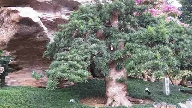 罗汗松，罗汉松盆景造型常用三法（罗汉松果实）