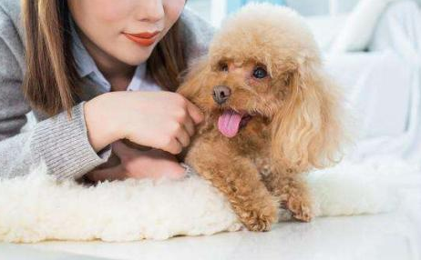 玩具泰迪犬多少天可以买回家 玩具泰迪犬能长多大