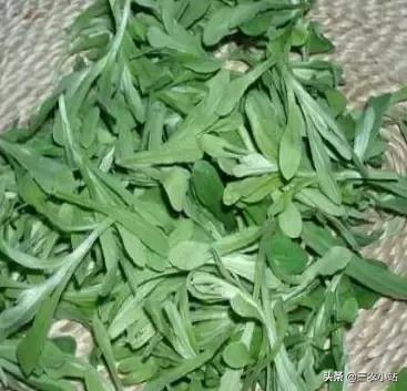 碱蓬菜的功效与作用，碱蓬的功效与作用（山野菜大全）