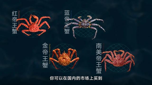 帝王蟹产地，帝王蟹产地哪里国家最好（帝王蟹：美国和中国都抢着吃）
