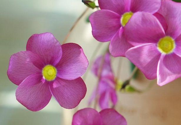 观音莲的花语，观音菩萨与莲花的寓意（守护你的小幸福）