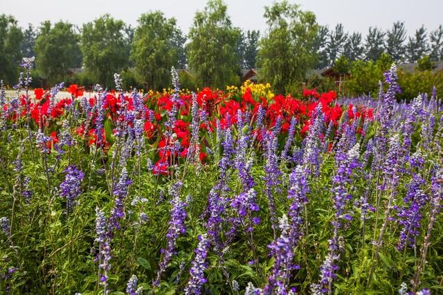 北京蓝调薰衣草庄园，北京薰衣草庄园（北京的蓝调薰衣草庄园就能狠狠浪漫一把）
