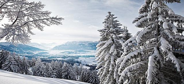 松的诗句，梅的诗句有哪些（待到雪化时—那些关于松与雪的诗词）