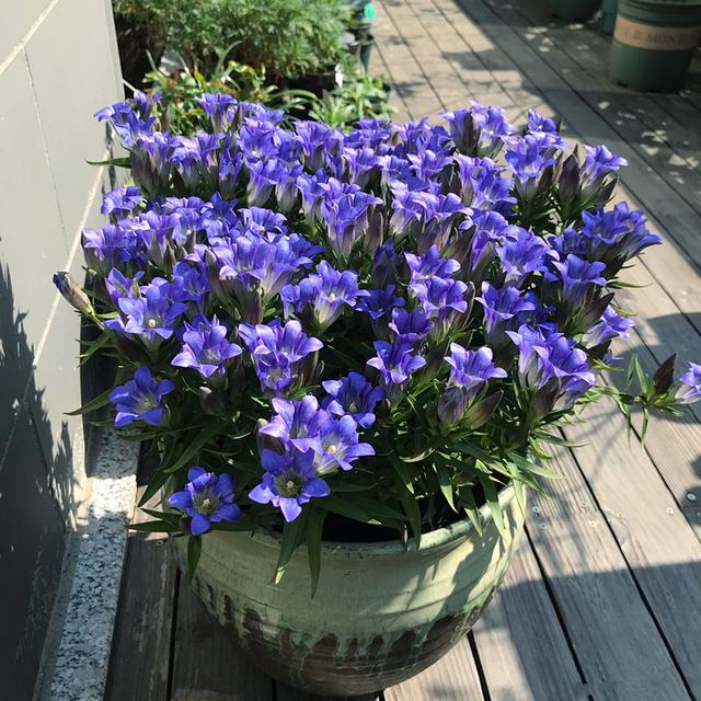 开蓝色花的花卉有哪些，15种蓝色的花卉