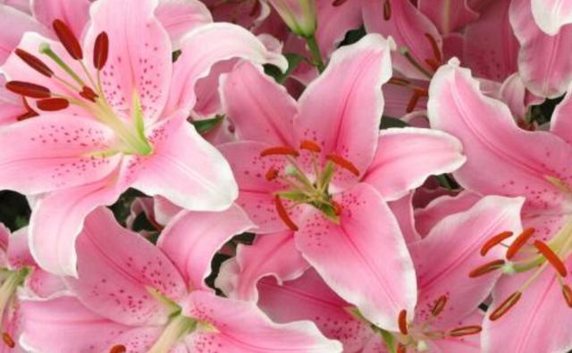 天堂鸟花语，天堂鸟花图片（你知道大自然中这些花的花语吗）