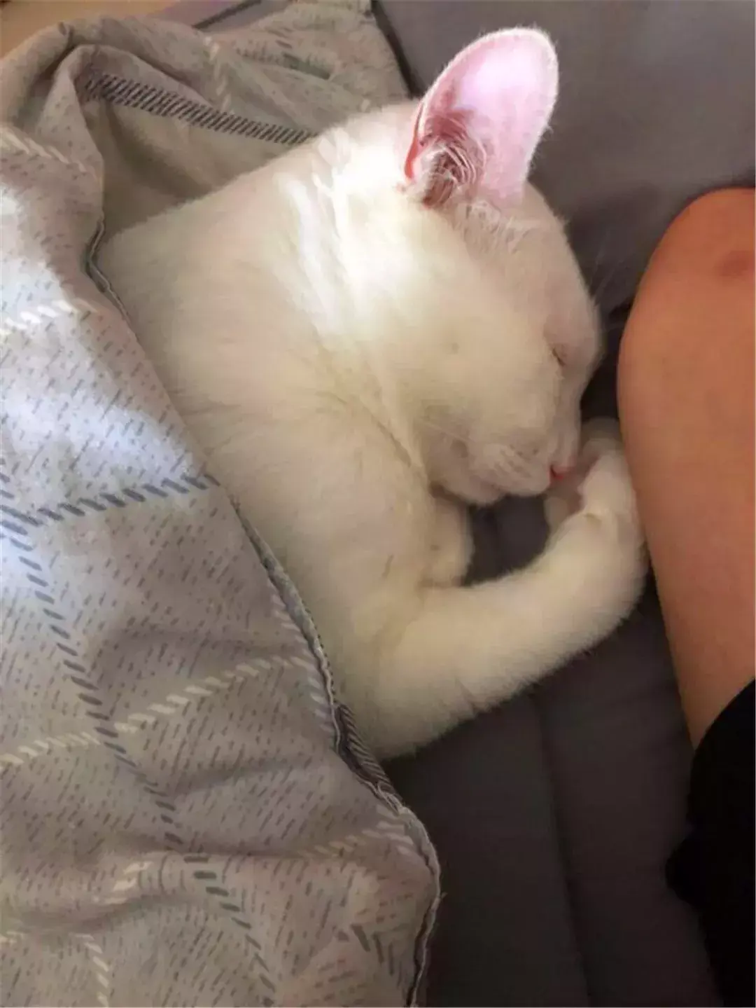 猫绝育后注意事项，猫咪绝育之后需要注意哪些（猫咪绝育后状态不佳）