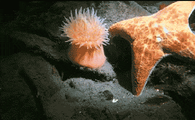 海葵汤怎么做好吃海葵汤的吃法，海葵鸡蛋汤的做法（海星、海葵、海肠……它们竟然都能吃）