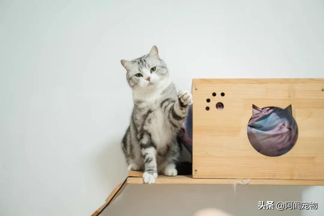 猫咪洗牙多少钱 猫咪洗牙一般价格