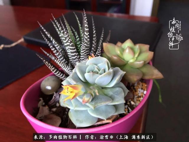 多肉植物图片，感恩相遇，余生相互关照（若绿多肉植物图片）
