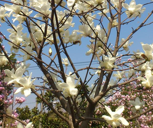 盆栽白玉花怎么养，盆栽白玉兰花的养殖方法（叶片四季常绿、开花讨喜）