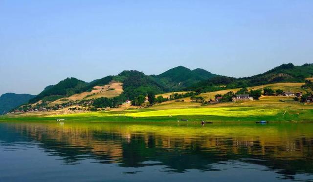 油菜花开的季节，适合家庭室内养的花与绿植（2019年全国油菜花开放时间表）