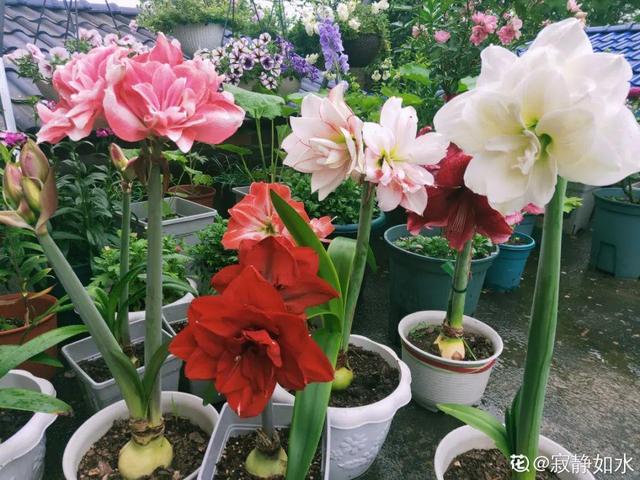 百合花开完花后植株如何处理，盆栽百合开花了怎么处理（百合开完别扔了）