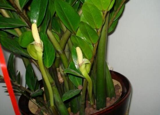 金钱树开花预示什么，金钱树（金钱树怎样扦插繁殖）