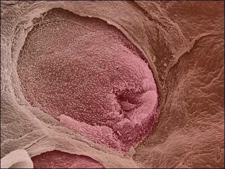 动物的舌头有什么作用，动物的舌头有哪些作用（动物舌头的“功能”对于动物来说舌头而是一件“厉害的武器”）