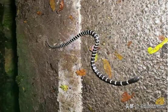 人会被自己的口水呛死吗，怎么会被自己的口水呛到（如何成为钓鱼人的噩梦）