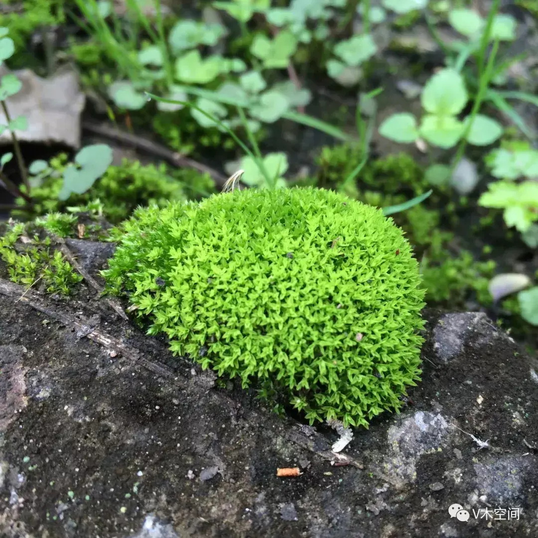 藓怎么组词，身边的苔藓植物——砂藓