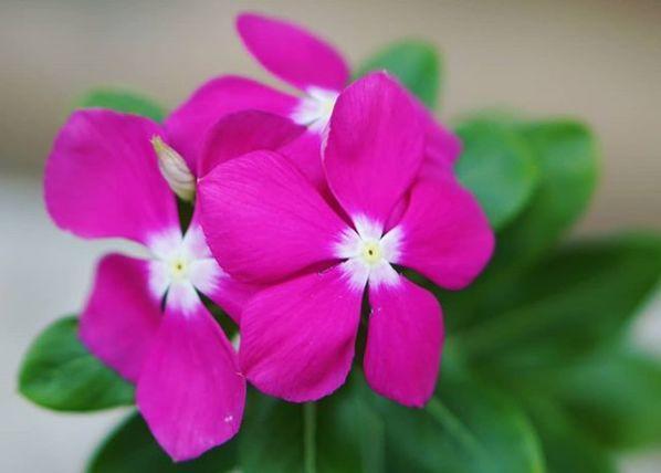 观音莲的花语，观音菩萨与莲花的寓意（守护你的小幸福）