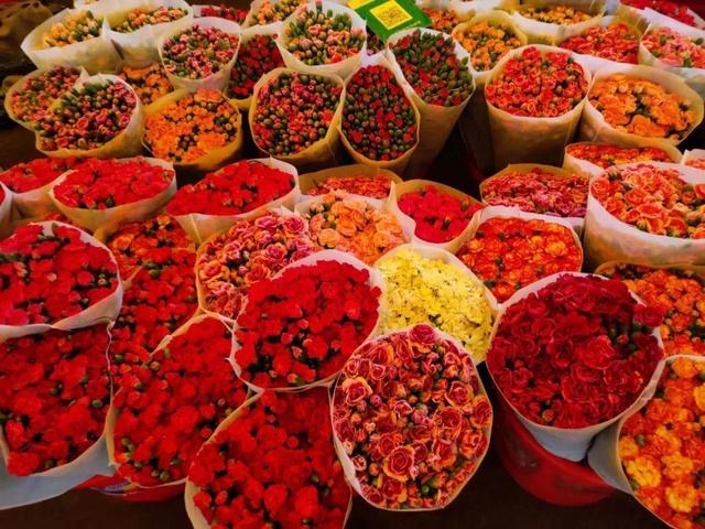 荷花最好看的品种是什么，这花最好看、最好养