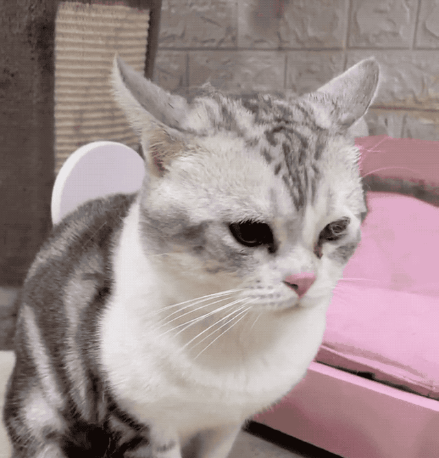 狸花猫是土猫吗，狸猫是土猫吗（那些年嘲笑狸花是小土猫的人）