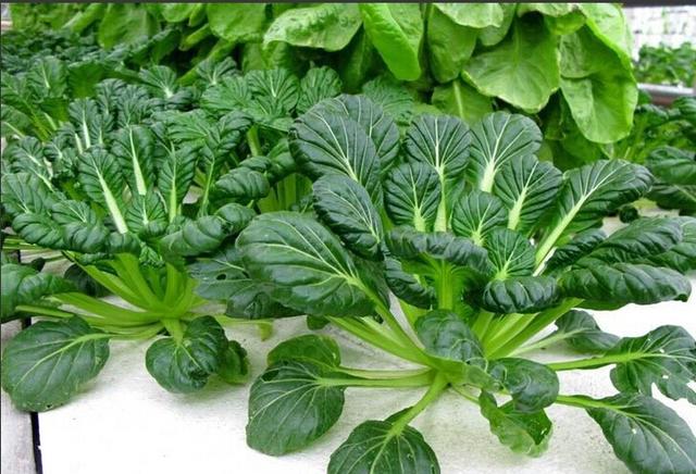 烧烤蔬菜有哪些，50款烧烤素菜菜单（7种“大叶菜”）