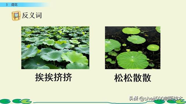 莲蓬的蓬是不是读轻声，莲蓬的蓬为什么读轻声（部编版语文三年级下册第3课《荷花》图文讲解）
