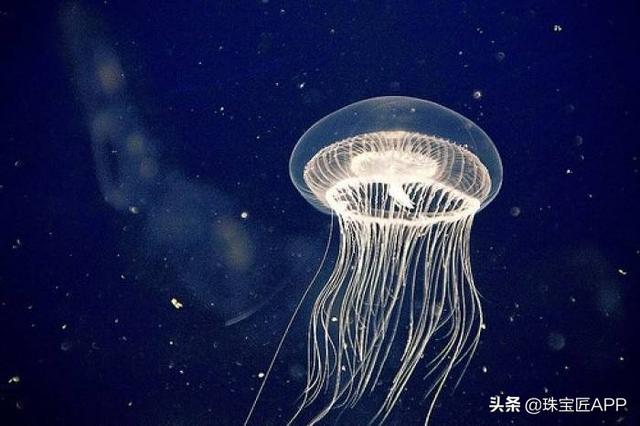 eel是什么动物，eel是什么意思（你的名字首字母对应哪种海洋生物）