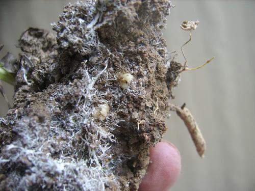 兰花有什么特点，兰花的特征和特点（养兰必须要了解的六点兰花生长习性）