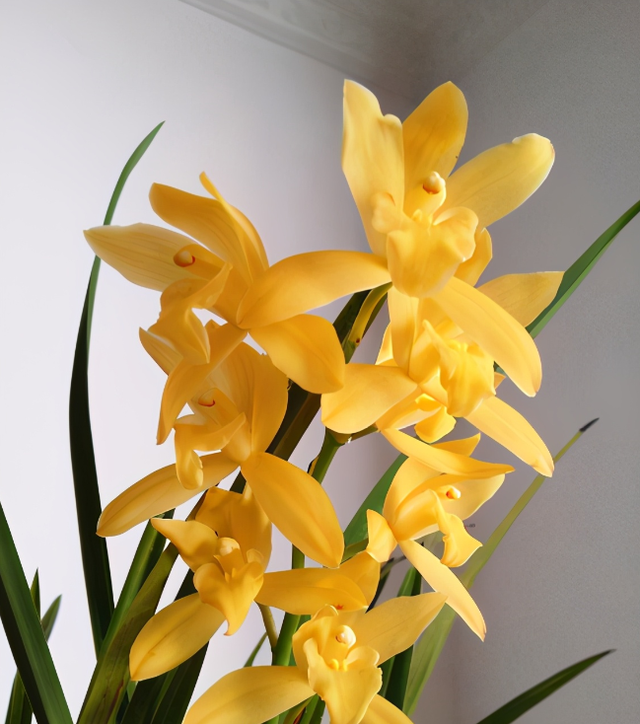 黄色兰花的寓意,黄色兰花的寓意和象征(寓意"招财进宝")