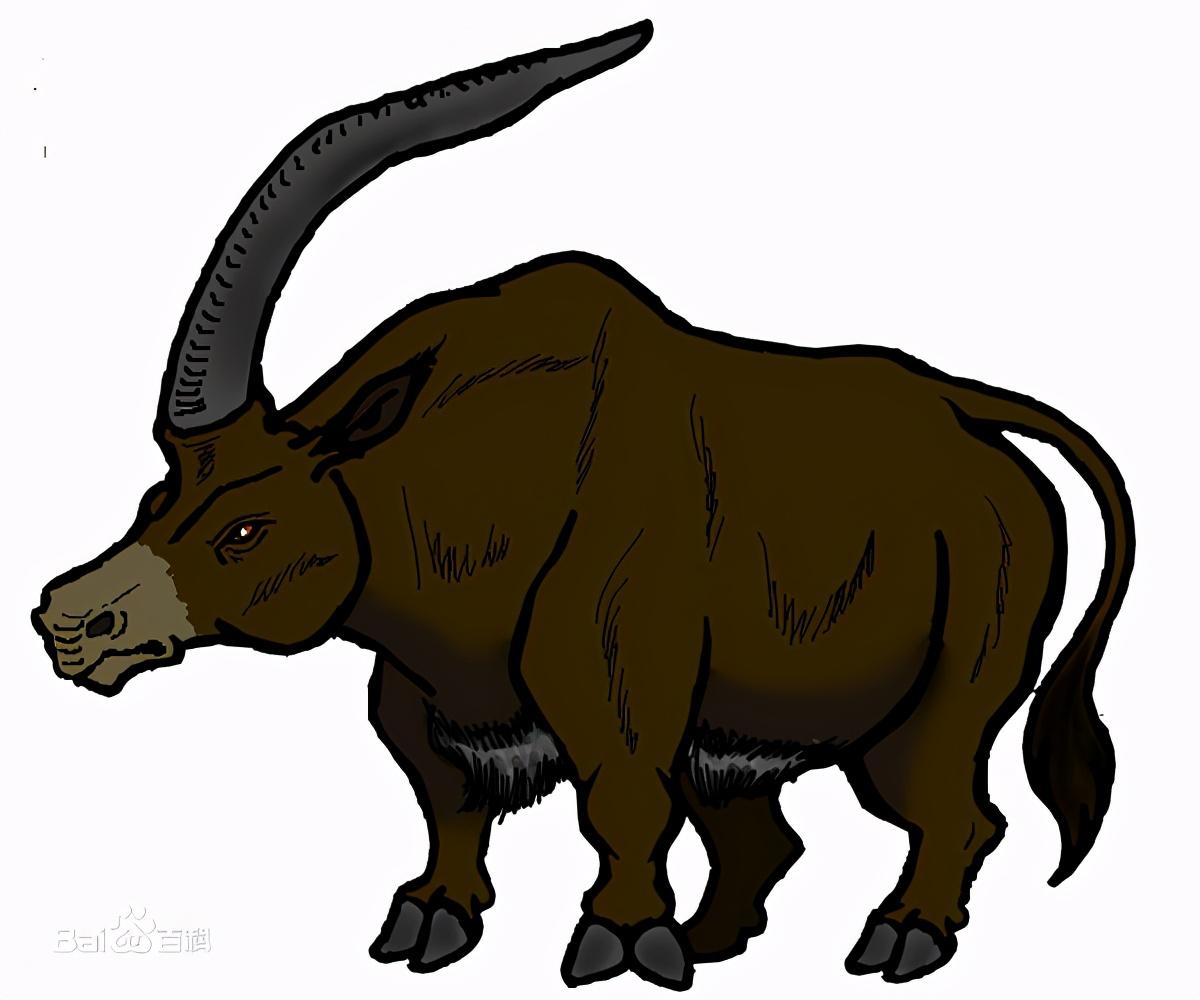 面相犀牛骨额头图片,濒临灭绝的"兕"-相术-荣耀易学