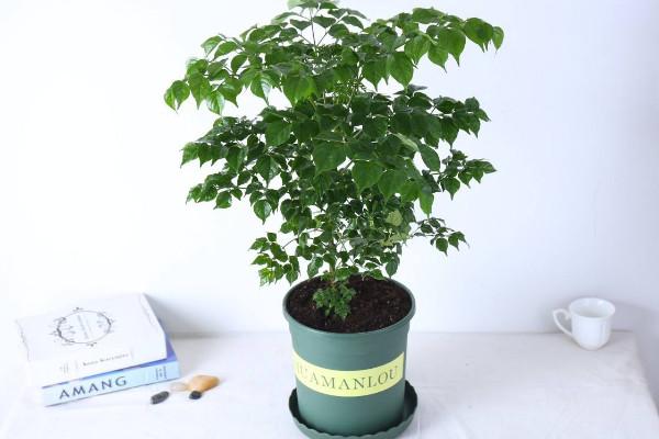红掌的寓意是什么，红掌的风水寓意（红掌寓意着新家财运不断）