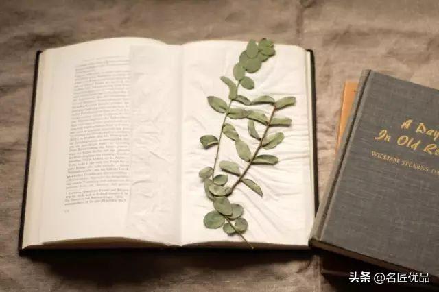 植物标本怎么做(最简单的树叶标本)插图(4)