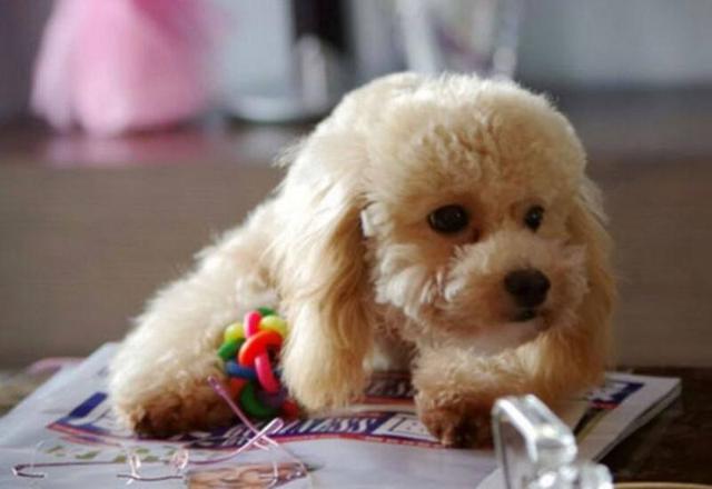 泰迪小型犬适合家养的，家养最佳选择的犬种