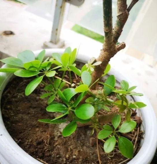 鹅掌柴的作用与功效，鹅掌柴的功效与作用（一养就能养20年）