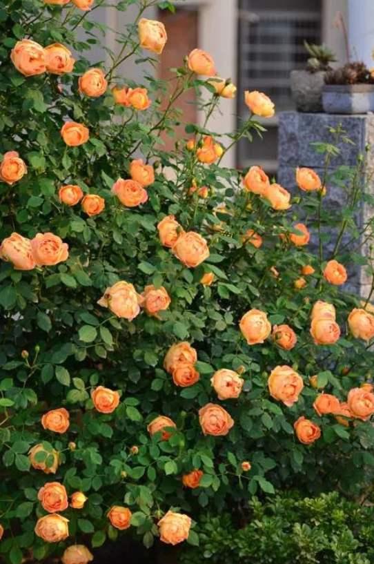 月季小苗品种，送你一份“清单”