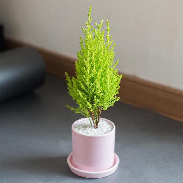 香松盆栽的含义介绍，香松盆栽与风水（养护香松盆栽期间应该注意些什么）