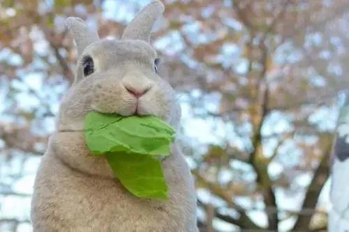 兔子可以吃坚果吗，兔子能吃些什么东西（兔子应该吃什么食物）