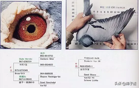 詹森系最好的种鸽，詹森八大配对种鸽赏析<图>