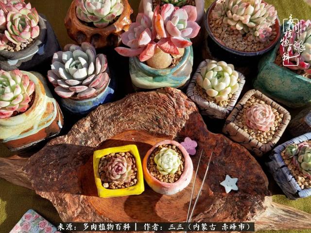 雪候鸟是什么意思，雪候鸟歌词表达什么意思（多肉于我从来不是锦上添花）