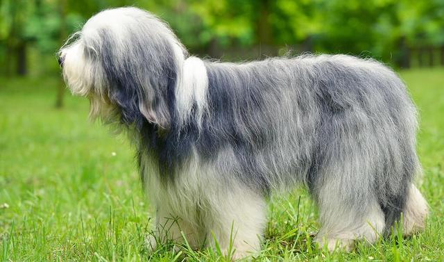 柯基为什么要断尾，柯基尾巴为什么要剪掉呢（目的却是让狗变成“羊”）