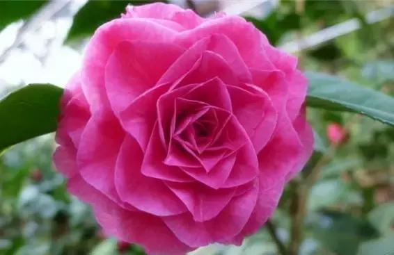 如何识别六角大红茶花，如何识别六角大红茶花的真假（带你认识名贵茶花品种）