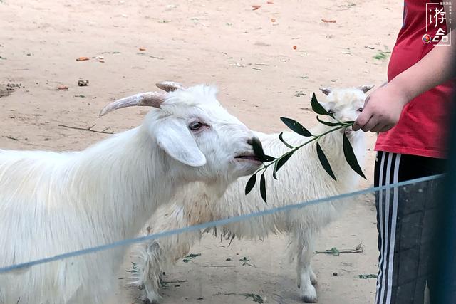 八达岭野生动物园攻略，八达岭野生动物世界景点介绍（北京八达岭野生动物园）