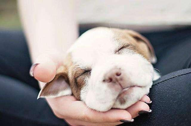 狗狗乱拉便便怎么办，小狗乱拉屎怎么办（狗狗在家里乱拉便便）