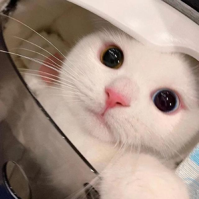 如果你不会回来 请把快乐还给我，微信头像，如果你不会回来 请把快乐还给我（微信头像 爱不释手）