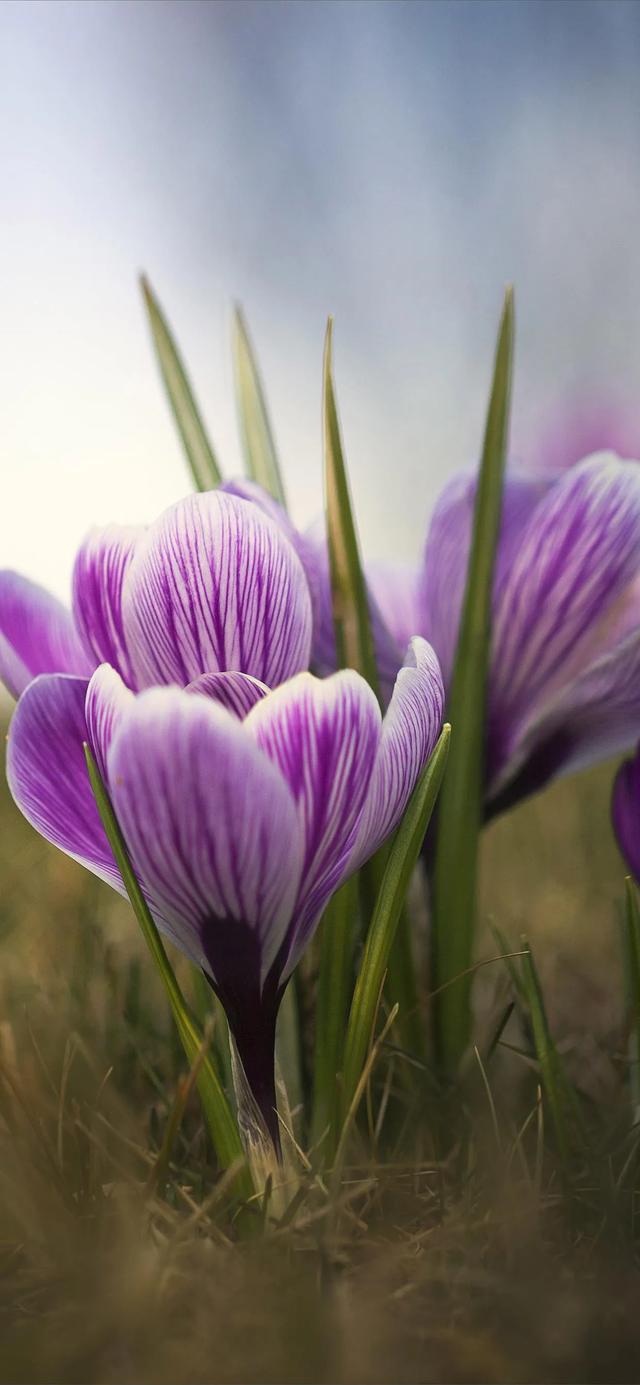 植物，微信头像，植物（清爽夺目的花花世界：）