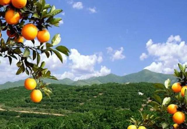 田野豆腐是怎样做成的，车田豆腐家常做法（信丰人的日子忒爽了）