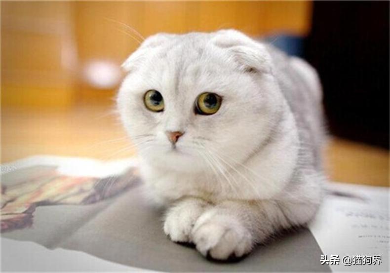 小猫出生几天睁眼，猫生一只穷二只富三只（新生幼猫养护知识点）