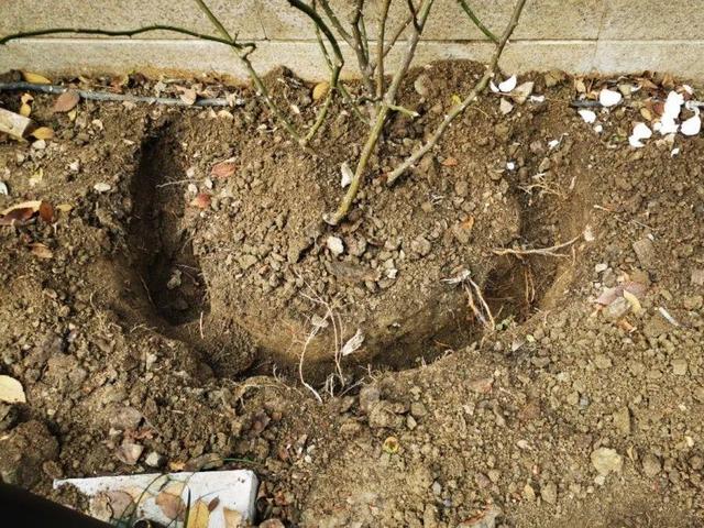 瓜子属于坚果吗，瓜子花生属于坚果类吗（给花吃点瓜子）