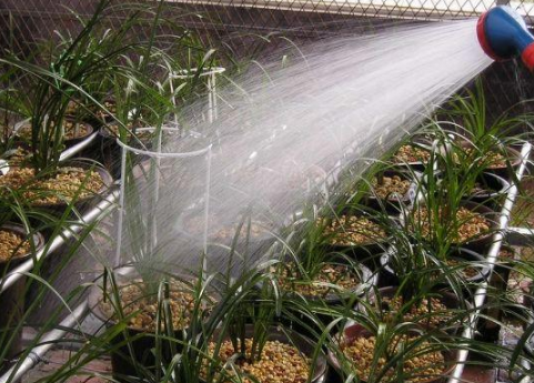 怎样养兰花 兰花的养殖方法，怎样养兰花（4个“基本”不能少）